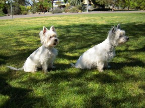 The West Highland White Terrier | Kings River Life Magazine