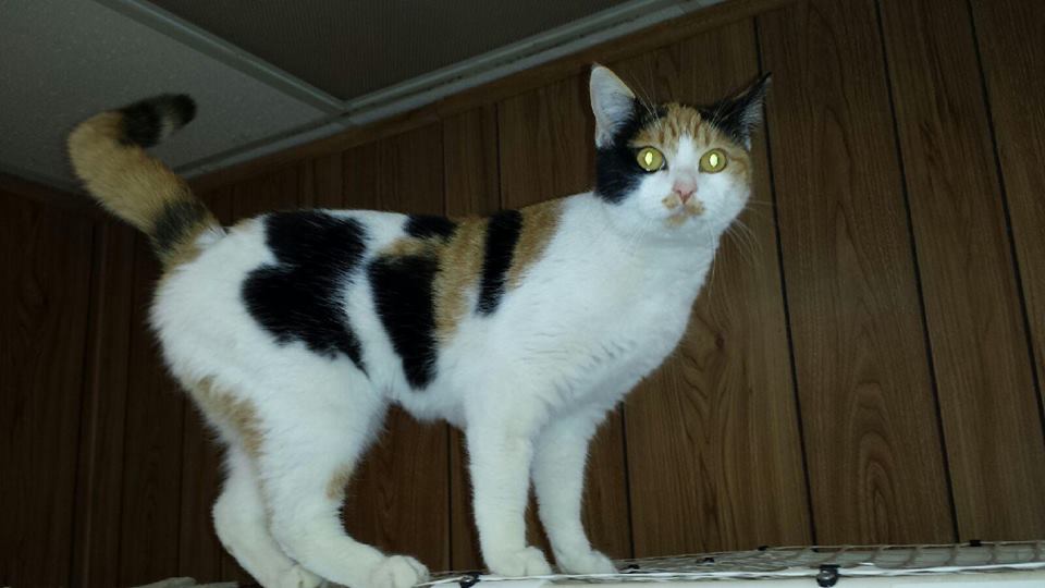 The Cat House on the KingsOpen House, Jack Perez, Petco News Kings