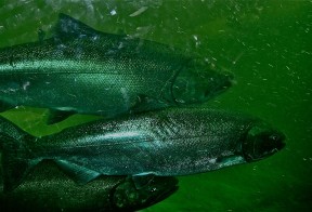 Photo by Margaret Mendel