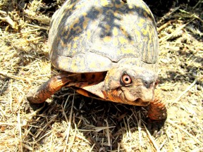 Photo provided by Turtle Rescue turtle