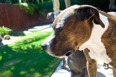 Photo provided by Fresno Bully animal rescue