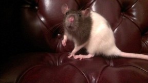 Photo provided by JARRS rat