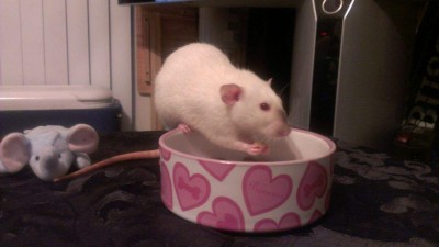 Photo submitted by JARRS rat