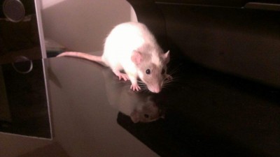 Photo submitted by JARRS rat