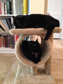 Photo by Rebecca McCloud cats