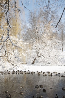 Image © Photo by Margaret Mendel snow