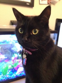 Photo by Rebecca McLeod cat