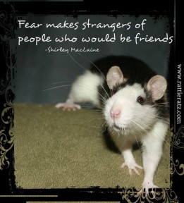 Photo provided by Rattie Ratz rats