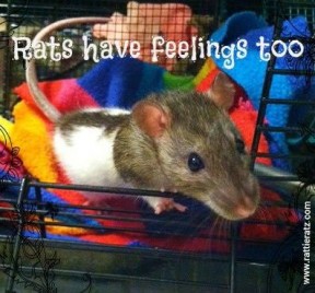 Photo provided by Rattie Ratz rats3