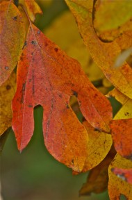 Photo by Margaret Mendel leaves