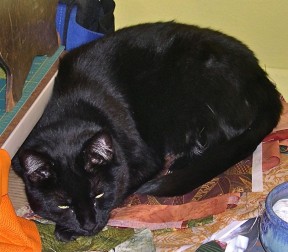 Photo by Margaret Mendel black cat