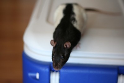 Photo provided by Rattie Ratz rats