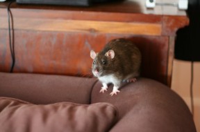 Photo provided by Rattie Ratz rats