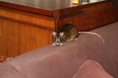 Photo provided by Rattie Ratz rats