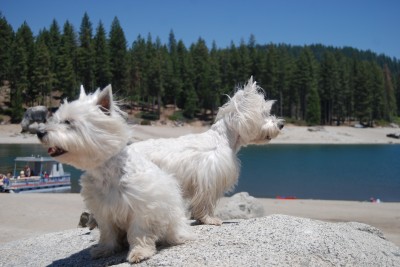 Photo by Sheryl Wall dog