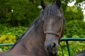 Photo by Margaret Mendel horse