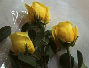 Photo by Margaret Mendel yellow roses