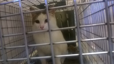 Photo provided by Cat House cat