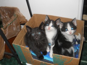 Photo provided by Cat House kittens