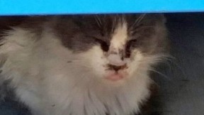 Photo provided by Cat House cat