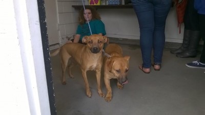 Photo provided by Cat House dog