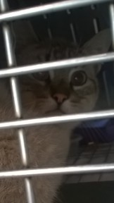 Photo provided by Cat House cat