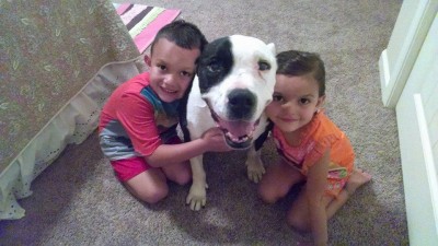 Photo provided by Fresno Bully dog