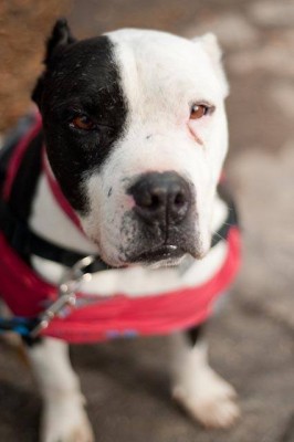 Photo provided by Fresno Bully dog