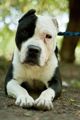 Photo provided by Fresno Bully Fresno Bully