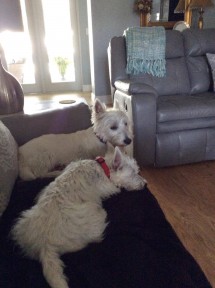 Photo provided by Lee Juslin dogs