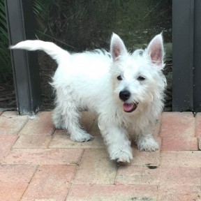 Photo provided by Lee Juslin dogs