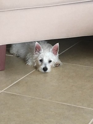 Photo provided by Lee Juslin dog