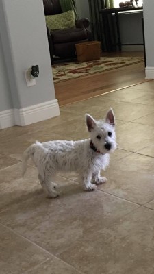 Photo provided by Lee Juslin dog