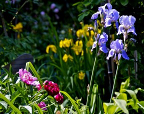 Photo by Margaret Mendel flowers