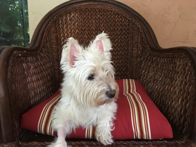 westie