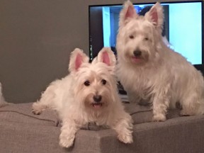 westies