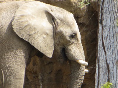 Photo by Martin Hansen zoo