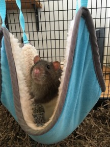 Photo by Samantha Hull rat