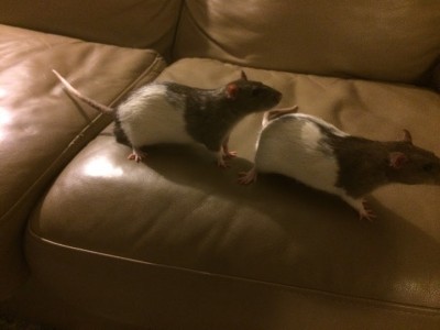 Photo by Samantha Hull rat