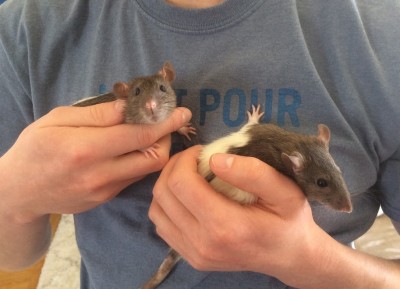 Photo by Samantha Hull rats