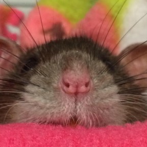 Photo by Anastasia Herold rats