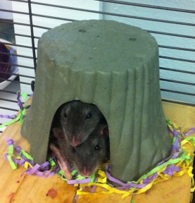 Photo by Anastasia Herold rats