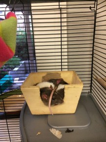 Photo by Anastasia Herold rats