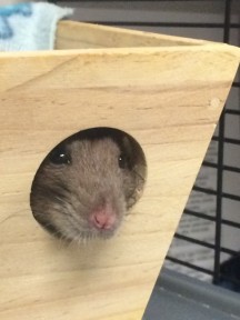 Photo by Anastasia Herold rats