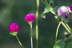 Photo by Margaret Mendel herb