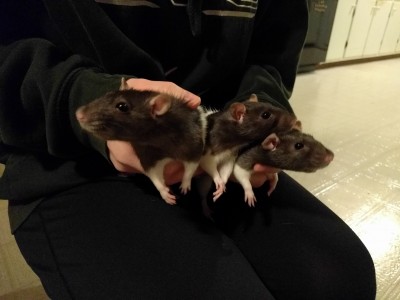 rats