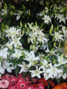 easter lilies