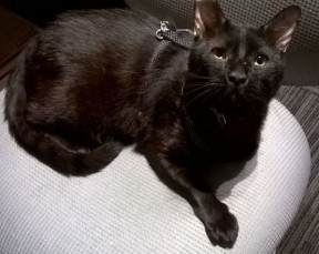 Miercoles rescued black cat
