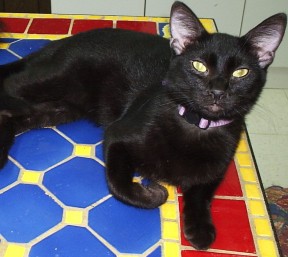 feral paws rescue cat