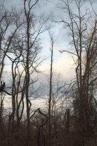 Photo by Margaret Mendel dead trees